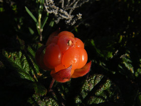 Kulkuri TK30