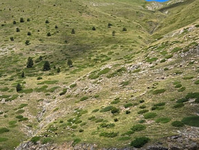 Frankia 